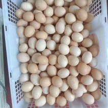 散养吃谷土鸡蛋