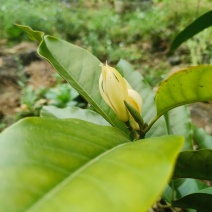 玉兰花