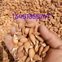 2026手工挑剪毛桃芽种子，大量现货出售