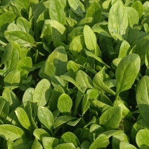 趴地菠菜