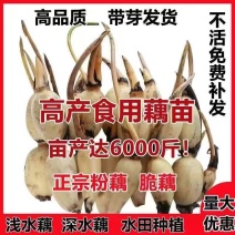 高产食用莲藕苗粉藕脆藕鄂莲系列藕苗藕种