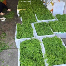 广西辣木菜种植基地，价格优惠，八块一斤，电话来就卖
