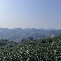 四川宜宾乌牛早，量大更加优惠，量大的来议价！