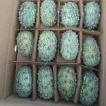 大量供应火参果刺角瓜基地直发