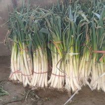 大量现货