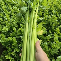 芹菜高原夏菜