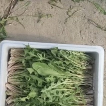 婆婆丁东北蘸酱菜