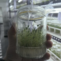 脱毒马铃薯苗品种齐全，养多了自己用不了，合理价格出售。