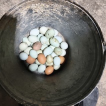 绿壳土鸡蛋