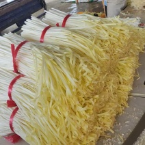 精品韭黄