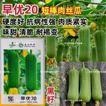 春润肉丝瓜种子早优20丝瓜种子高产早熟抗病强硬度好大肉