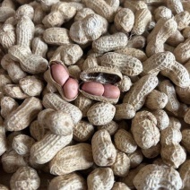 义天晟花育9616花生种子高产大花生新品薄壳矮秆高油抗旱