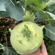 天津青苤兰种子苤蓝抗病中熟春秋栽培球茎甘蓝种子芥菜大头菜