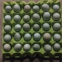 开产绿壳土鸡蛋