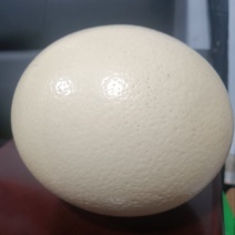 我有鸵鸟蛋要出售