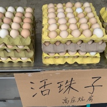 新鲜的13天活珠子，是俺自己家炕的，个头都很大，颗颗饱满