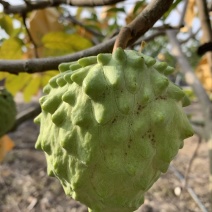 牛奶释迦果