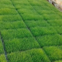 粉黛乱子草穴盘苗