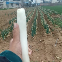 铁杆葱品质佳