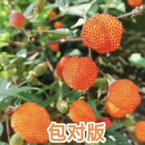 四季奶油泡组培苗