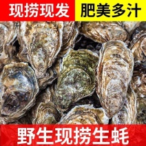 福建生蚝，三倍体二倍体，半壳烧烤蚝鲜活肥美长期有货