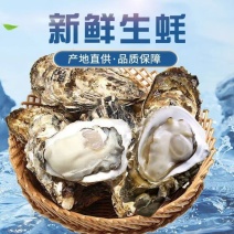 福建牡蛎自养自销新鲜肥美现捞现装箱一手货源长期有货