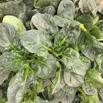 菠菜，趴地菠菜，地趴菠菜上市中