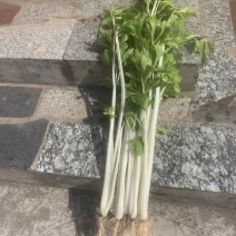 实心白芹菜