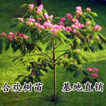 合欢苗、合欢小苗1米高到3公分基地直发，一手货源