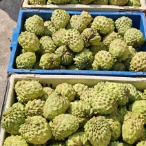 凤梨释迦