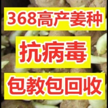 姜种批发【368高产王】基地对接、全程技术跟踪指导