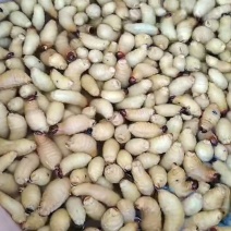 特色养殖竹笋虫