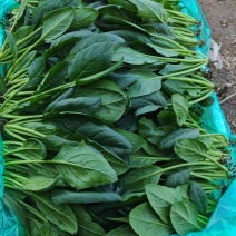 菠菜