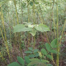 山胡椒树苗