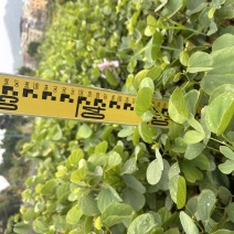 宫粉紫荆绿化苗木自产自销量大优价格优惠