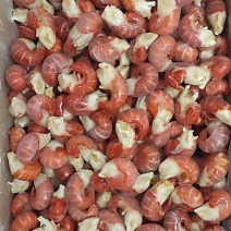 特A龙虾尾