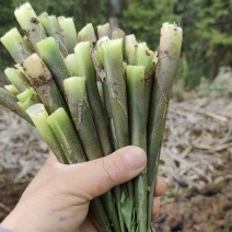 青洋荷笋洋荷特菜基地直供产地一手货源欢迎全国客商洽谈合作