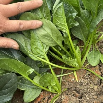 菠菜