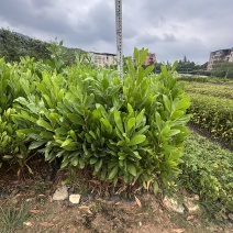 马占相思绿化苗木一手货源自产自销量大价格优惠