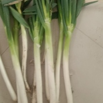 铁杆大葱