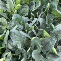 大圆叶菠菜