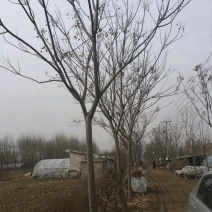 15-20-30合欢大量现货！大量供应！规格齐全！