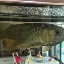 金龙鱼