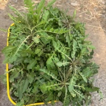 电商**:蒙山野生荠菜。新鲜上市。来个能打的。可定制，加工。