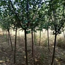 红梅树