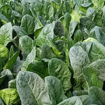 大叶菠菜量大从优