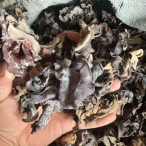 山东毛木耳地摊木耳，赶集供货白背毛木耳