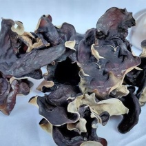头茬白背毛木耳精品木耳供商超食品厂