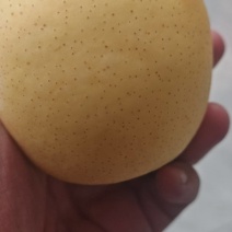 赵县皇冠梨