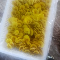 新鲜鸡油菌